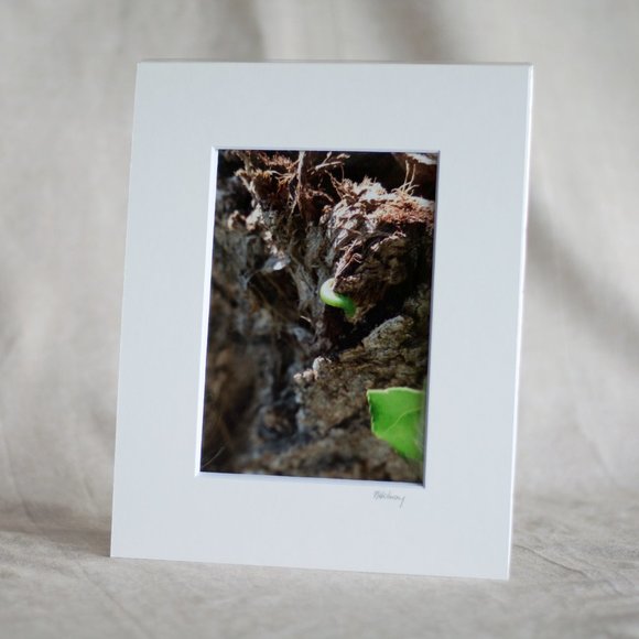 “Caterpillar’s Lunch” 5x7 Photography Print - Picture 1 of 3